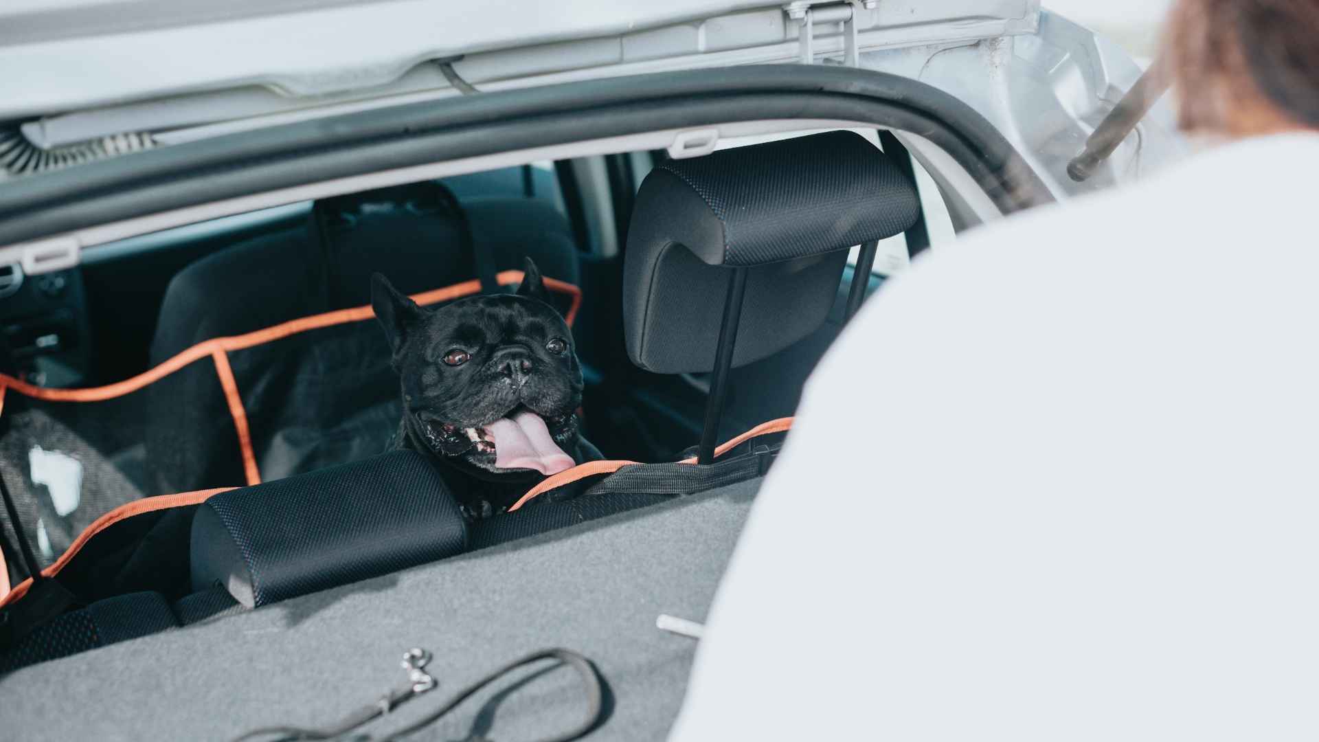 como llevar al perro en el coche